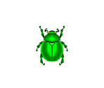 Fruit Beetle