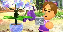 Flower Town