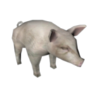 Pig