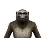 Monkey