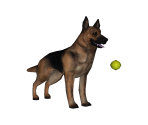 German Shepherd