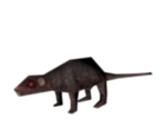 Rat