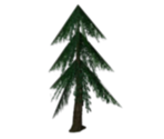 Fir Trees