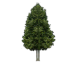 Trees (Flat)