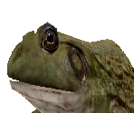 Giant Bullfrog