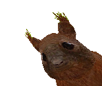 Red Squirrel