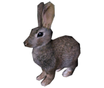 Rabbit (Lapifors)