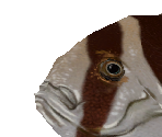 Spadefish Female