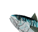 Atlantic Mackerel