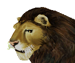 Lion Male