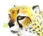 Cheetah