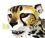 King Cheetah