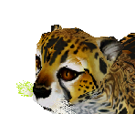 King Cheetah Cub