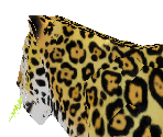 Jaguar Baby
