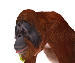 Orangutan Male