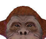 Orangutan Female