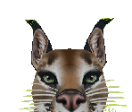 Caracal