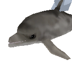 Bottlenose Dolphin