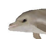 Bottlenose Dolphin Female