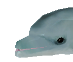 Bottlenose Dolphin Baby