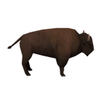 Bison