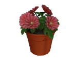 Flower Pot