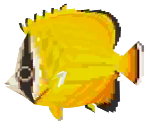 Butterflyfish