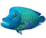 Napoleonfish