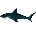 Shark