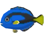 Surgeonfish