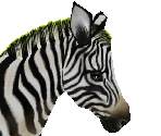 Common Zebra Male