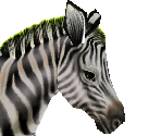 Common Zebra Female