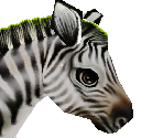 Common Zebra Foal
