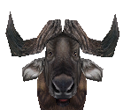 African Buffalo Male