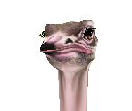 Ostrich Male