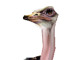 Ostrich Female