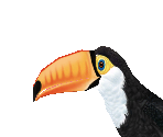 Toco Toucan