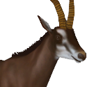 Giant Sable Antelope Female