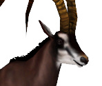 Giant Sable Antelope Male