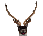 Caribou Male