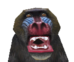 Mandrill Female