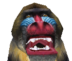 Mandrill Male