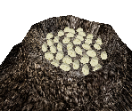 Crocodile Nest Hatching