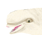 Beluga Whale Female