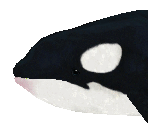 Orca