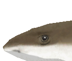 Blacktip Reef Shark Baby