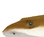 Blacktip Reef Shark