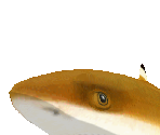Blacktip Reef Shark Male