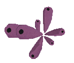 Purple Tube Coral