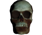 Skull